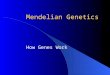 Mendelian Genetics How Genes Work. Who Are You? Phenotype – How you look; PHysical appearance Genotype – Your genetic makeup; GENEs