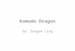Komodo Dragon By: Dragon Ling. Komodo Dragons are found in Indonesia and small islands surrounding it. They mostly live on Komodo island and other small