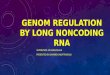 GENOM REGULATION BY LONG NONCODING RNA SUPERVISOR: DR.FARAJOLLAHI PRESENTED BY: BAHAREH SADAT RASOULI