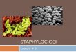 STAPHYLOCICCI Lecture # 3. Staphylococcus sp.  Morphology:  Gram positive cocci.  In clusters  Culture:  Facultative anaerobes  Incubation 37ºC