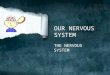OUR NERVOUS SYSTEM THE NERVOUS SYSTEM The nervous system is made up of the brain, spinal cord, and nerves. Nervous system is our body's most important