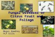 Fungal Diseases of Citrus Fruit and Foliage Megan Dewdney PLP 5115c