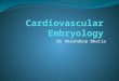 Dr Akashdeep Bhatia. Developmement of Heart Embryonic structureGives rise to Truncus arteriosus Bulbus cordis Primitive ventricle Primitive atria