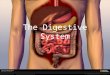 The Digestive System. Breaks down food into smaller particles so cells can use it Built around alimentary canal (one-way tube passing through body) Digestive