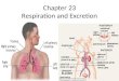 Chapter 23 Respiration and Excretion. Excretory System Many different chemical changes take place in cells. – As these changes take place waste products