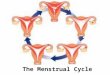 The Menstrual Cycle.  Releasing of one egg (ovulation) every month from the ovaries  4 steps: Preparing the egg Releasing egg Preparing the endometrium
