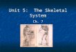 Unit 5: The Skeletal System Ch. 7. General Organization 206 bones* Axial Skeleton – down the center Axial Skeleton – down the center Skull Skull Cranium