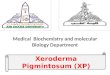Xeroderma Pigmintosum (XP). Group Leader : 93-Esraa Samy Faried Abdelghafar. Members : 91-Esraa Raafat Ahmed Ahmed. 92-Esraa Reda Hashem Tewfik. 94-Esraa