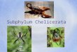 Subphylum Chelicerata Characteristics Six pairs of appendages besides mouth (second pair are usually pinchers) The first pair of appendages are the chelicerae