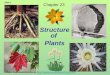 Structure of Plants Slide 1 More free powerpoints at :// Chapter 23