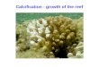 Calcification - growth of the reef. In ocean, mostly find 3 forms of CaC0 3 Calcite –Mostly of mineral origin Aragonite –Fibrous, crystalline form, mostly