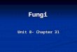 Fungi Unit 8- Chapter 31. What is a Fungi? Usually multicellular Usually multicellular Above ground structures (mushrooms) Above ground structures (mushrooms)