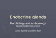 Endocrine glands Morphology and embryology Course: Endocrine system David Kachlik and Petr Zach