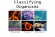 Classifying Organisms BacteriaArchaeProtista PlantaeFungiAnimalia