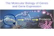 The Molecular Biology of Genes and Gene Expression