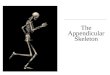 C h a p t e r 8 The Appendicular Skeleton. An Introduction to the Appendicular Skeleton  The Appendicular Skeleton  126 bones  Allows us to move and