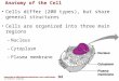 Copyright © 2003 Pearson Education, Inc. publishing as Benjamin Cummings Anatomy of the Cell Cells differ (200 types), but share general structures Cells