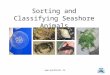Sorting and Classifying Seashore Animals 