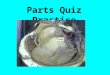 Parts Quiz Practice. This space that you see when you open the clam’s shell is the ______________ mantle cavity