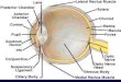 1. The blind spot of the human eye results from a) rods attached to the retina. b) cones attached to the fovea. c) a detached retina. d) the optic nerve