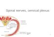 1 Spinal nerves, cervical plexus. 2 Peripheral Nervous System ways to categorize:  Motor or sensory  General (widespread) or specialized (local)  Somatic