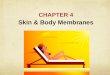 CHAPTER 4 Skin & Body Membranes.  Function of body membranes  Line or cover body surfaces  Protect body surfaces  Lubricate body surfaces Body Membranes