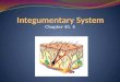 Chapter 45. 4. Integumentary System Hair Skin Nails