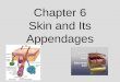 Chapter 6 Skin and Its Appendages. Structure of the Skin