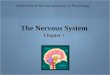Essentials of Human Anatomy & Physiology The Nervous System Chapter 7