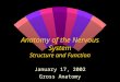 Anatomy of the Nervous System Structure and Function January 17, 2002 Gross Anatomy