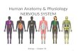 Human Anatomy & Physiology NERVOUS SYSTEM Biology – Chapter 35 1