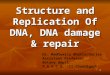 1 Structure and Replication Of DNA, DNA damage & repair Dr. Madhumita Bhattacharjee Assiatant Professor Botany deptt. P.G.G.C.G. -11,Chandigarh