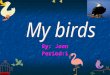 By: Joan Period:1 Medium size bird found in wooded areas throughout most of North America. Medium size bird found in wooded areas throughout most of