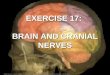 EXERCISE 17: BRAIN AND CRANIAL NERVES 