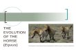 THE EVOLUTION OF THE HORSE (Equus) Przewalski's horse (Equus ferus przewalski) © WWF-Canon / Hartmut JUNGIUS