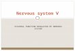 VISCERAL FUNCTION REGULATED BY NERVOUS SYSTEM Nervous system Ⅴ