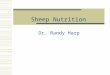 Sheep Nutrition Dr. Randy Harp. Sheep Nutrition  Digestive System- handout  Ruminant:  Rumen, Reticulum, Omasum and Abomasum  Ruminant not developed