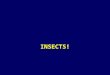 INSECTS!. 1. Insects belong to –Kingdom Animalia –Phylum Arthropoda –Subphylum Uniramia –Class Insecta