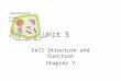 Unit 5 Cell Structure and Function Chapter 7. The Cell Theory All living things are composed of cells Basic units of structure and function in living