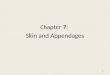 Ch apter 7: Skin and Appendages 1. Lesson 7-1 Objectives List six functions of the skin. Define stratum germinativum and stratum corneum. Describe the