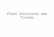 Plant Structures and Tissues. 3 Organs in Vascular plants 1.Roots 2.Stem 3.Leaves