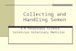 Collecting and Handling Semen 4-H Veterinary Science Extension Veterinary Medicine
