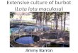 Extensive culture of burbot (Lota lota maculosa) Jimmy Barron 1
