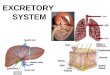 EXCRETORY SYSTEM. Excretory System How does the excretory system maintain homeostasis? –It regulates heat, water, salt, acid-base concentrations and metabolite
