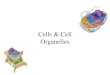 Cells & Cell Organelles Cell Theory The cell theory is the unifying theme in biology because it emphasizes the similarity of all living things. –All