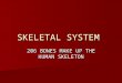 SKELETAL SYSTEM 206 BONES MAKE UP THE HUMAN SKELETON