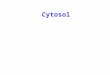 Cytosol. The cytosol or intracellular fluid (or cytoplasmic matrix) is the liquid found inside cells. The cytosol is a complex mixture of substances dissolved