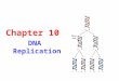 Chapter 10 DNA Replication. Function of DNA: DNA is the carrier of genetic information in chromosome