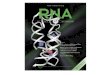 RNA uses the sugar ribose instead of deoxyribose in its backbone
