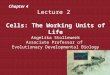 Lecture 2 Cells: The Working Units of Life Angelika Stollewerk Associate Professor of Evolutionary Developmental Biology Chapter 4